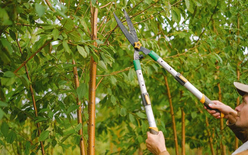 Tree trimming in Hull, IA