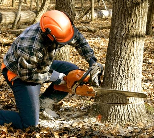 Tree Removal in Hull, IA